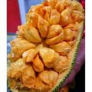 Pokok Cempedak King Kahwin