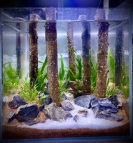 🔥Champagne Tree Trunk🔥Adina Rubella Hance Straight Trunk - Aquarium / Paludarium / Terrarium / Vivar