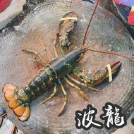 波士頓大龍蝦$150/隻、280/兩隻