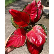 Biji Benih Rare Red Catrina Aglaonema - 3 Seed