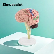 4D Medical Removable Mini Brain Model Assembled Model Structure Of The Brain Anatomy Medical Teachin