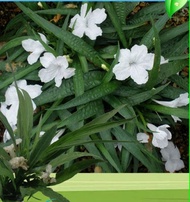 Pokok bunga ruellia putih (renek)