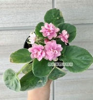 แอฟริกันไวโอเล็ตดอกสีชมพูหวานฉ่ำ African Violet (Pink-White flower)​ ต้นไม้นำเข้าออกดอกบ่อย