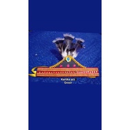 Dayak peacock feather