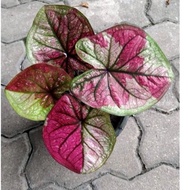 Keladi Ram Ruay /Caladium Ram Ruay(rare)