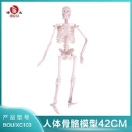 Skeleton Model Human Body 42CM Skeleton Simulate Human Body Model Model Skeleton Skeleton Boyou Medi