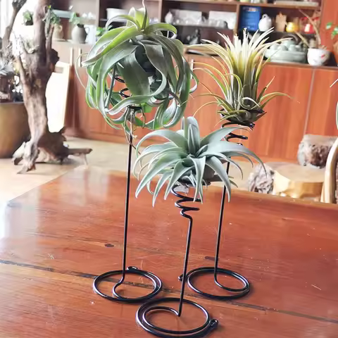 3Pcs/Set Air Plant Holder 3 Sizes Air Plants Container Iron Flower Stand Tillandsia Holder for Displ
