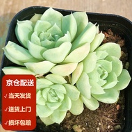 Moyi（MOYI）White Moon Shadow Nourishing Group Succulent plant Succulent Cute Meat Combined Green Plants Indoor Flowers