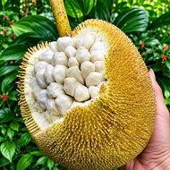 Anak Pokok Buah Tarap