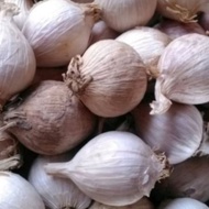 1kg Single Garlic White Male Lanang Solo Single Garlic