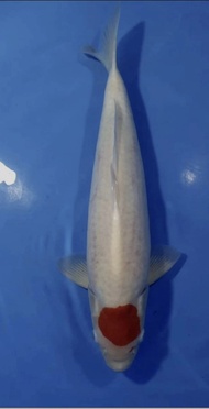 IKAN KOI TANCHO KOHAKU 48CM IMPORT JEPANG/ MATSUE KOI FARM / CODE 84