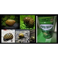 100 pcs spirulina tablet food for nerite snail ( For fish source of proteins)fish vitamins