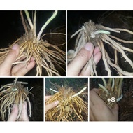5 green asparagus roots sprouted about 100% raw
