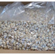 Pistachio Kacang Cerdik USA 10kg 开心果 Wholesale 批发