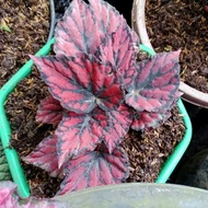 begonia rex