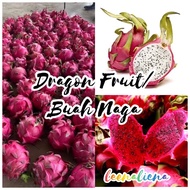 BUAH NAGA/DRAGON FRUIT MERAH/PUTIH  2 KG