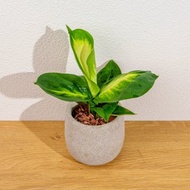 瑪莉安黛粉葉 桌上型水泥盆栽 觀葉植物 禮物 盆栽 交換禮物