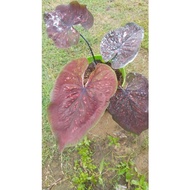 Caladium Chocolatos Dark Coco Pokok Keladi Rare Thai Hybrid Indoors Outdoors Plants Bunga Pokok