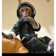 Cool romper baju kucing