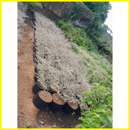 ◊ ∏ ♈ VARIGATED AFRICAN TALISAY FOR SALE
