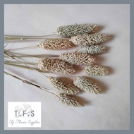 (10pcs) dried flower lavender phalaris lagurus wheat bunga kering asli - phalaris