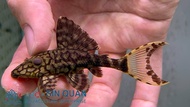 Pleco L90c /Live Fish / Panaque bathyphilus /Papa Lyretail Pleco /Freshwater 帝王白剑尾皇冠豹异型 /异型鱼/活鱼(Sin 