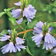 Pokok bunga renek blue lips @ Sclerochiton harveyanus @ Mazabuka