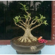 tanaman hias adenium bonggol besar bahan bonsai cabang seribu