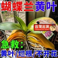 【樂樂屋】【花肥】蝴蝶蘭專用營養液 快速促花劍開花防黃葉病爛根葉面肥 有機肥 通用型
