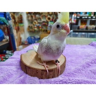 ((Hetai Bird Park) Log Platform Jumping Bird Perch