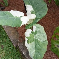 colocasia gigantea varigata thailand