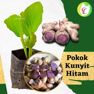 Pokok Kunyit Hitam