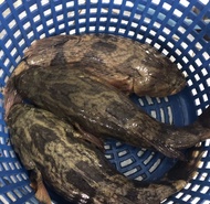 IPOH SEAFOOD - Soon Hock Fish 2KG- 2.3KG/ ( Marble Goby ) / 顺壳鱼 (PURCHASE RM600 FREE SHIPPING)