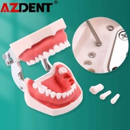 Dental Azdent Model Training Typodont Teeth Model For Dental Technician Practice Teaching Gum Teeth