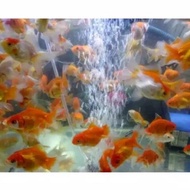 ikan mas koki aquarium aquascape