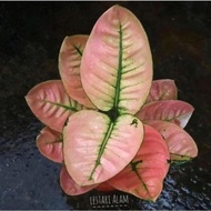 Aglonema Ruby Compacta / Bunga Aglonema Aglaonema Ruby Compacta Murah