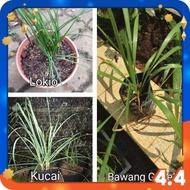 Bawang Jambak / Lokio / Pokok Kucai / Chives / Dayak / Gadek / Pokok Herba / Herb Plants by Pepokok 