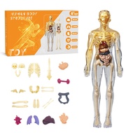[Premium Box] Human Body Model Educational Toy - Human Body Anatomy Assembly Model with Removable St