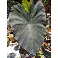 [Ready stock]  Black Magic Verigated Colocasia plant/rare plant