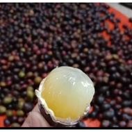 Buah Kristal Longan Sarawak Buah Matoa longan brazil