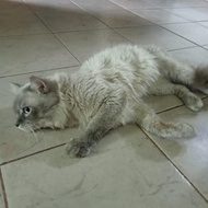 kucing himalaya jantan blue point