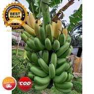 Bibit pisang barangan merah  bibit bonggol pisang