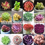 [Fast Growing] 100pcs Mixed Variety Succulent Seeds for Planting  Succulent  Potted Succulent Plant Live 多肉植物