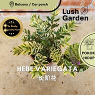 Hebe Variegata / Variegated Hebe Plant 长阶花 Anak Pokok Hiasan Hidup Daun Hiasan Plant Plants [LUSH GA