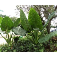 Anak pokok keladi telinga gajah 🐘