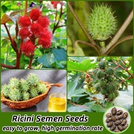 [Fast Germination] Castor Bean Seeds Ricini Semen Herb Seeds (10 Seeds Per Pack) Bonsai Seeds for Planting Flowers Oil