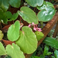 Begonia/Bunga hias Indoor/Begonia-RARE/BORNEO BEGONIA/Ready Stock [BEGONIA HUGHESII BORNEO]