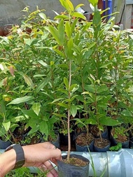 CÂY GIỐNG MAI cánh Xoáy. [ Cây ươm từ hạt cao 1m như hình ] [BEST Express]