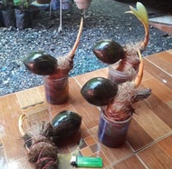 Bonsai Kelapa Gading mini BONKLA Sudah mengkilap divernish plistur murah