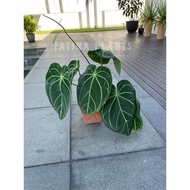 Anthurium Crystallinum Dark Form [ LIVE Indoor Plant ] [ Pot Included ] [ Aroid ] [ Centerpiece Plant ]